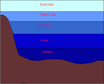 which ocean zone has the most sunlight which ocean zone has the most sunlight